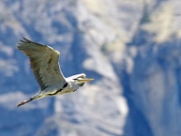 Haute-Savoie 2017-05-002