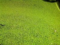 Marais 2009 05 31 0001